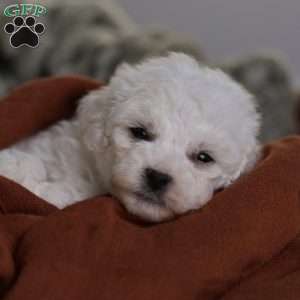 Frosty (tiny), Bichon Frise Puppy